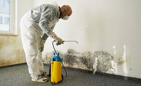 Best Black Mold Removal  in North Salt Lake, UT